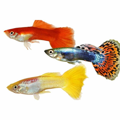 Guppy Male Assorted (3-4cm) (3.5cm) - Just For Pets Australia