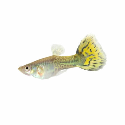 Guppy Male Cobra Leopardtail (3 - 4cm) (3.5cm) - Just For Pets Australia