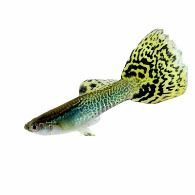 Guppy Male Green Cobra (3 - 4cm) (3.5cm) - Just For Pets Australia