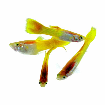 Guppy Male Metallic Yellow (3 - 4cm) (3.5cm) - Just For Pets Australia