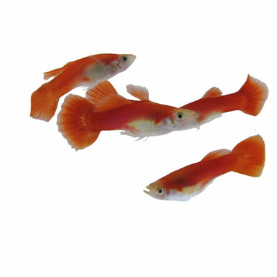 Guppy Male Red Flamingo (3 - 4cm) (3.5cm) - Just For Pets Australia