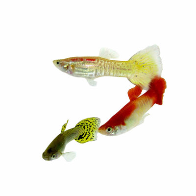 Guppy Male Assorted Cobra (3-4cm) (3.5cm)