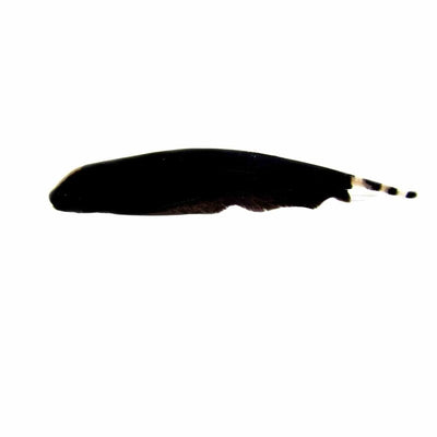 Knife Fish Black Ghost (6cm) - Just For Pets Australia