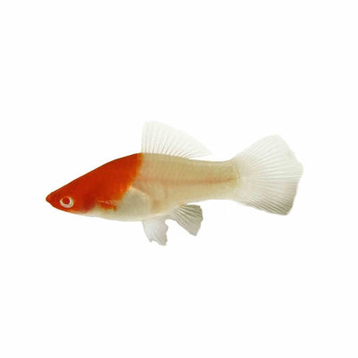 Kohaku Koi Swordtail (red/white/red) (5cm) - Just For Pets Australia