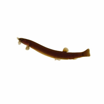 Kuhlii Loach - Black (5cm) - Just For Pets Australia