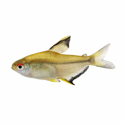 Lemon Tetra (2cm) - Just For Pets Australia