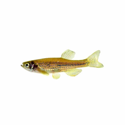 Leopard Danio (3.5cm) - Just For Pets Australia