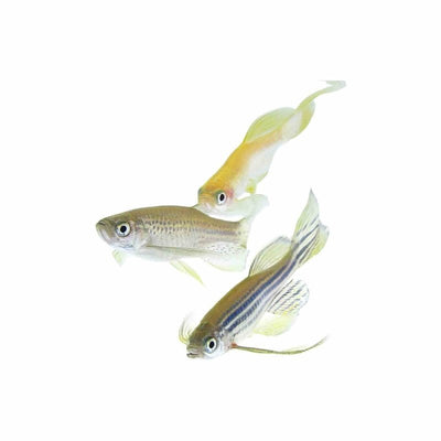 Long Fin Assorted Danio (4cm) - Just For Pets Australia