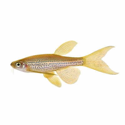 Long Fin Leopard Danio (4cm) - Just For Pets Australia