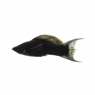 L.t Black Molly (5.5cm) - Just For Pets Australia