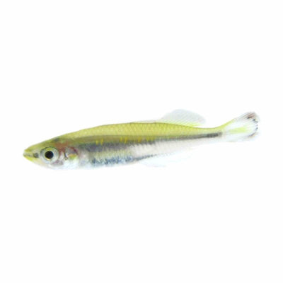 Madagascar Rainbow (4cm) - Just For Pets Australia