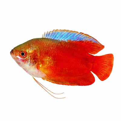 Male Dwarf Flame Gourami (5cm) - Just For Pets Australia