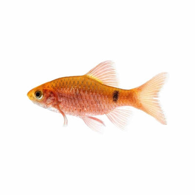 Male Rosy Barb (5cm) - Just For Pets Australia