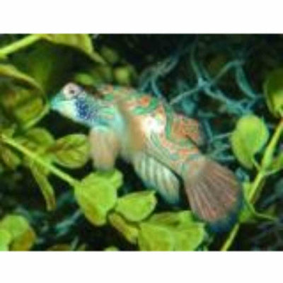 Mandarin Fish (MED) - Just For Pets Australia