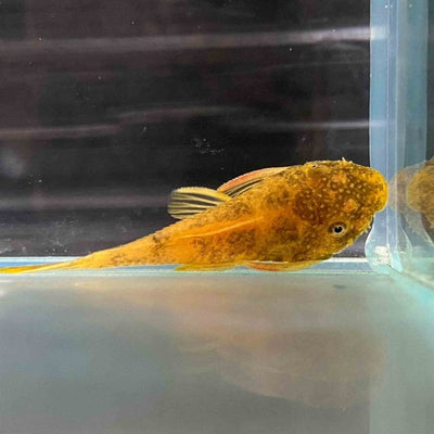 Marble Bristlenose Catfish (3cm) - Just For Pets Australia