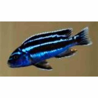 Melanochromis Maingano (4cm) - Just For Pets Australia