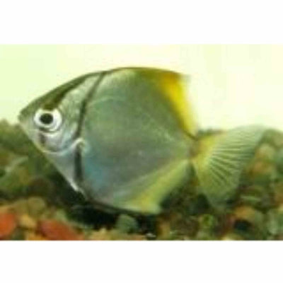 Mono Argent - Brackish (5cm) - Just For Pets Australia