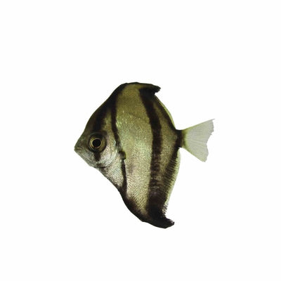 Mono Sebae - Brackish (3cm) - Just For Pets Australia