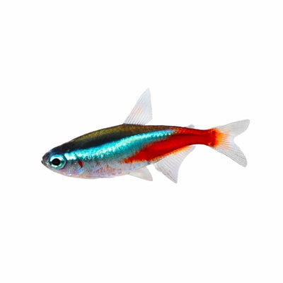 Neon Tetra (2cm) - Just For Pets Australia