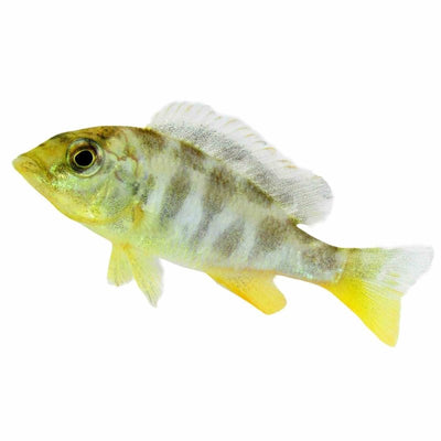 Nimbochromis Venustus (10cm) - Just For Pets Australia