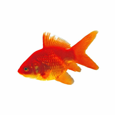 Nymph Goldfish (5cm) - Just For Pets Australia