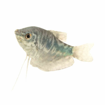 Opaline Gourami (5cm) - Just For Pets Australia