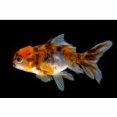 Oranda Calico (5cm) - Just For Pets Australia