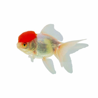 Oranda Red Cap (5cm) - Just For Pets Australia