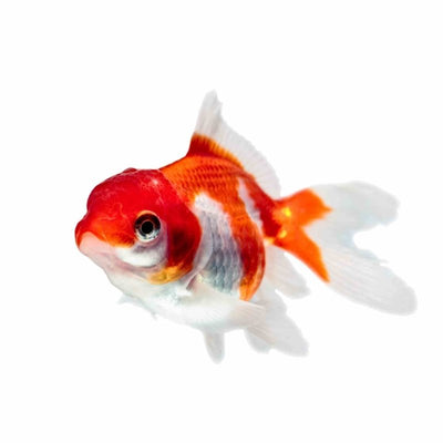 Oranda Red & White (5cm) - Just For Pets Australia