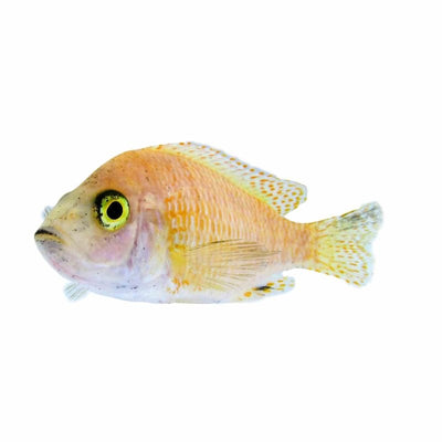 Peacock Cichlid Strawberry (5cm) - Just For Pets Australia