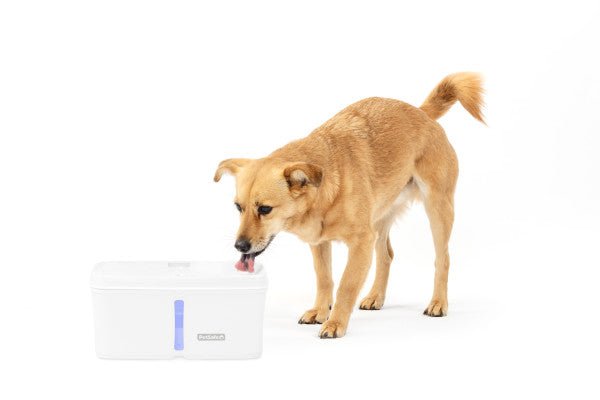 PetSafe® Viva™ Pet Fountain