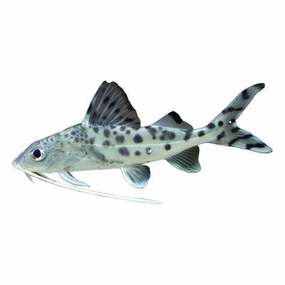 Pictus Catfish (5cm) - Just For Pets Australia