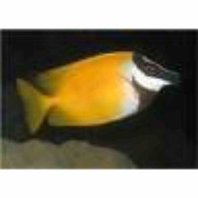 Rabbitfish - Foxface Haz (MED) - Just For Pets Australia