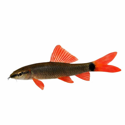 Rainbow Shark (5cm) - Just For Pets Australia