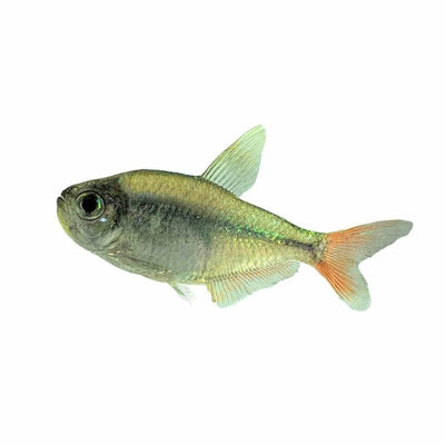 Red / Blue Colombian Tetra (3cm) - Just For Pets Australia