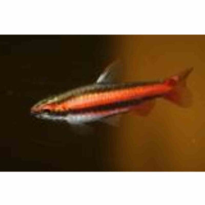 Red Dwarf Pencilfish (3cm) - Just For Pets Australia