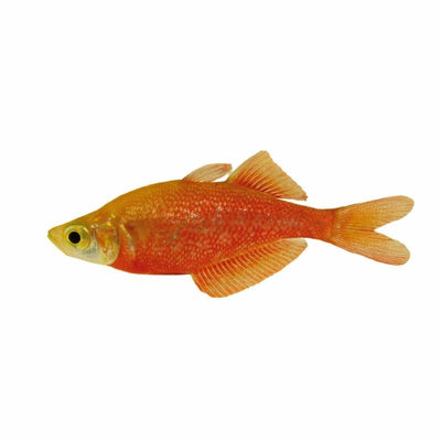 Red Rainbow N.g. (7cm) - Just For Pets Australia