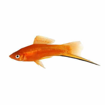 Red Swordtail (5cm) - Just For Pets Australia