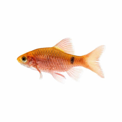 Rosy Barb (3cm) - Just For Pets Australia