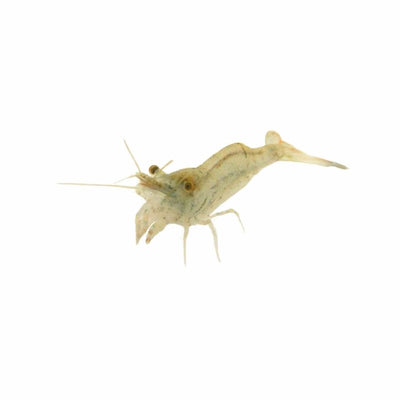 Shrimp Freshwater Glass (2.5cm) - Just For Pets Australia