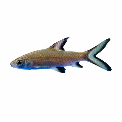 Silver Shark (7cm) - Just For Pets Australia