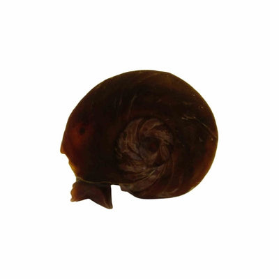 Snails Ramshorn - Med (MED) - Just For Pets Australia