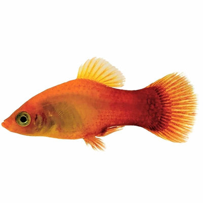 Sunset Platy (4cm) - Just For Pets Australia