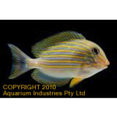 Tang Clown - Lined Surgeonfish   (MED) - Just For Pets Australia