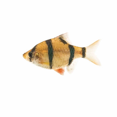 Tiger Barb (2cm) - Just For Pets Australia