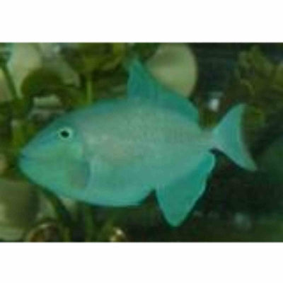 Triggerfish - Redtooth (MED) - Just For Pets Australia