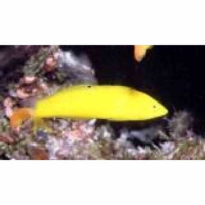 Wrasse - Banana (MED) - Just For Pets Australia