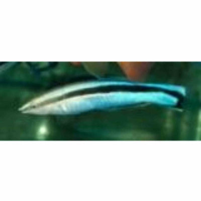 Wrasse - Cleaner (MED) - Just For Pets Australia