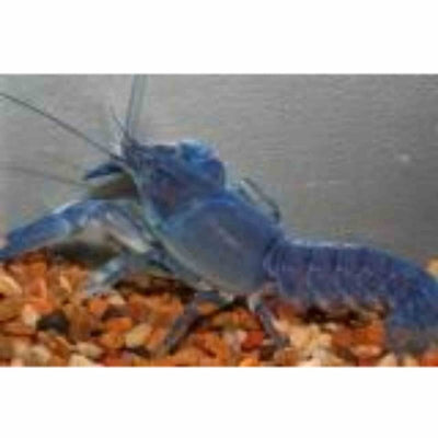 Yabbies Blue (5 - 7cm) (5cm) - Just For Pets Australia