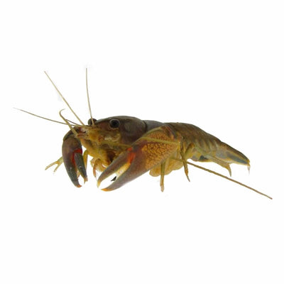 Yabby (4 - 7cm) (5cm) - Just For Pets Australia